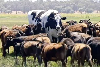 Огромна австралийска крава е висока почти колкото Майкъл Джордан