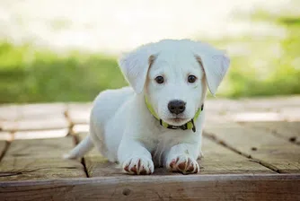 В Италия се роди зелено кученце, кръстиха го Шамфъстък (снимки)