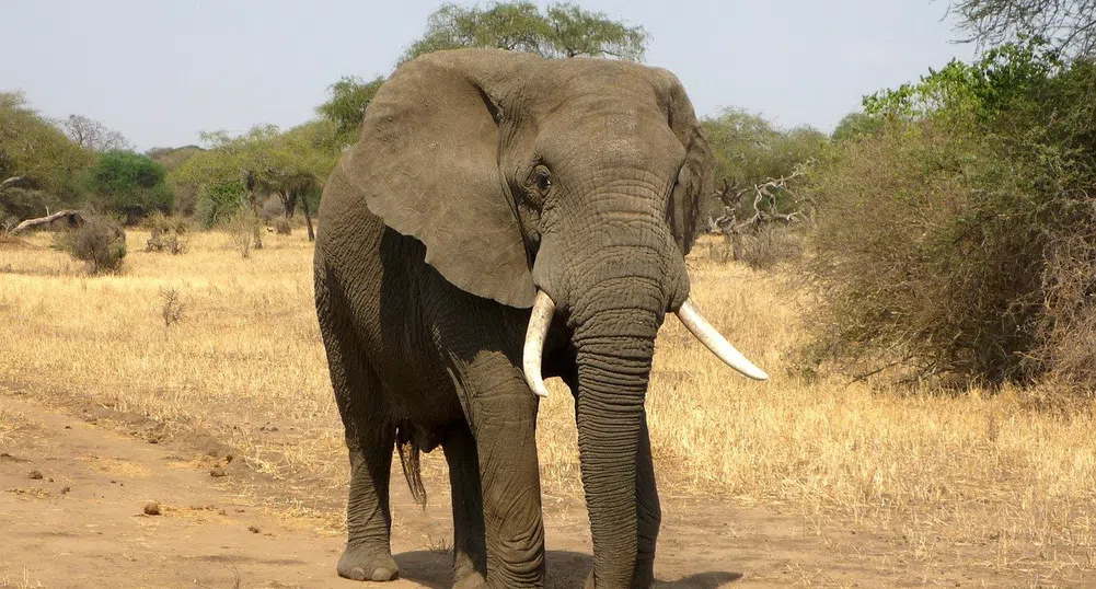 Слон разпозна ветеринар, лекувал го преди 12 години