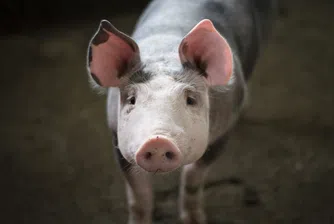 Huawei обръща гръб на смартфоните и се насочва към свиневъдството