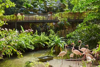 Милиардер продава курорт с най-голямата закрита тропическа гора