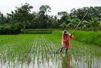 Глобалните цени на ориза удрят 12-годишен връх и продължават да растат