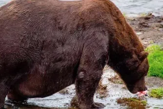 Тазгодишният победител в конкурса за най-дебела мечка е огромен