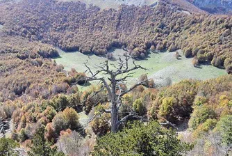 Къде е най-старото дърво в Европа?