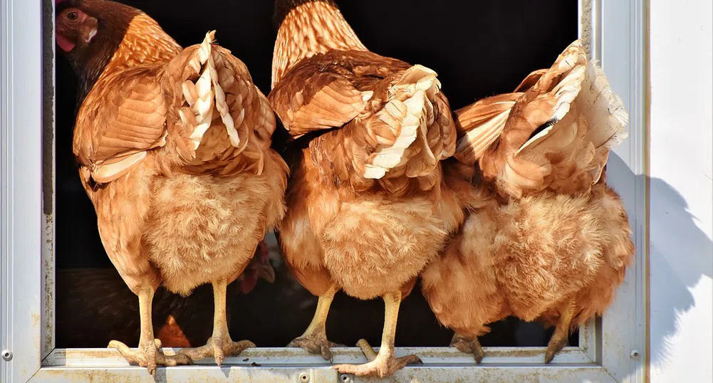 Кокошките могат да броят до пет и още изумителни факти за тях