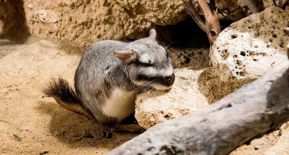 Twitter полудя по гризач с комичен вид (снимки)