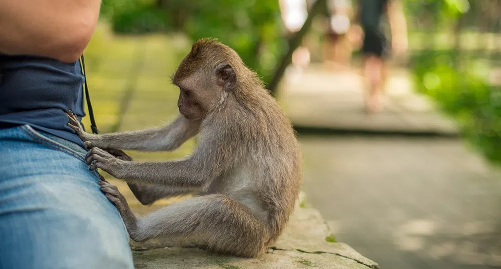 Крадливи маймуни знаят срещу кои вещи ще получат най-голям откуп