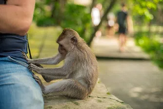Крадливи маймуни знаят срещу кои вещи ще получат най-голям откуп