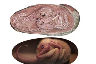 Яйце на динозавър с идеално запазен ембрион откриха в Китай (снимки)