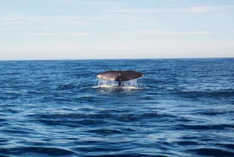 Засякоха кит "шпионин" край бреговете на Швеция