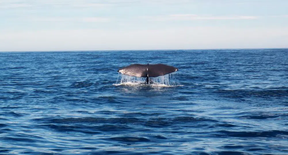 Засякоха кит "шпионин" край бреговете на Швеция