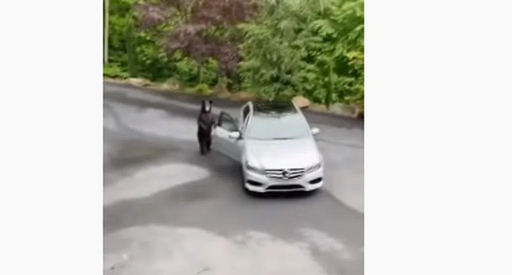 Виждали ли сте мечка да опитва да открадне кола (видео)