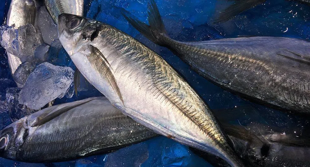 Инфлация: Японски аквариум купува по-евтина риба, животните я отказват