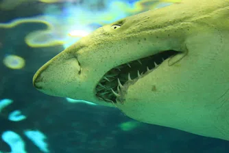 Изключително рядко срещана акула албинос улови рибар (снимки)