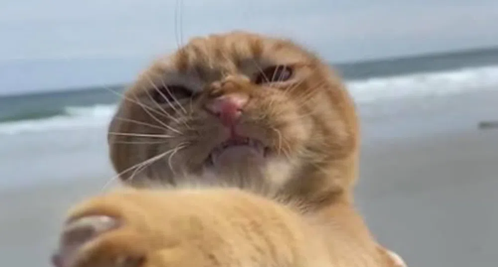 Котка на плаж за първи път? Няма по-комично нещо (снимки и видео)