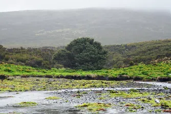 Какво ни казва най-самотното дърво на планетата?