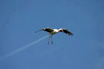 Лятна доза фото илюзии