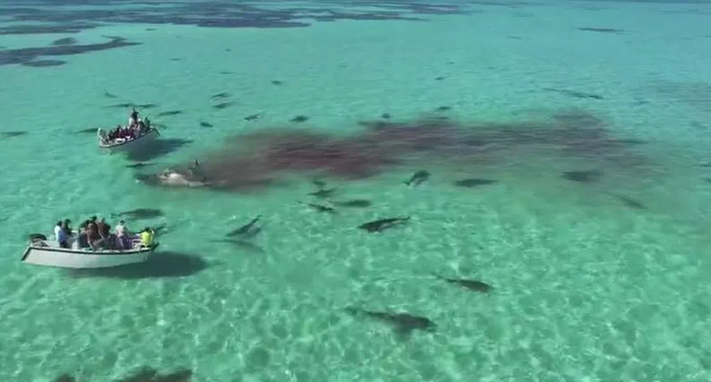 Това е едно от най-зрелищните видеа с акули
