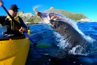 Тюлен зашлеви мъж с октопод (видео)
