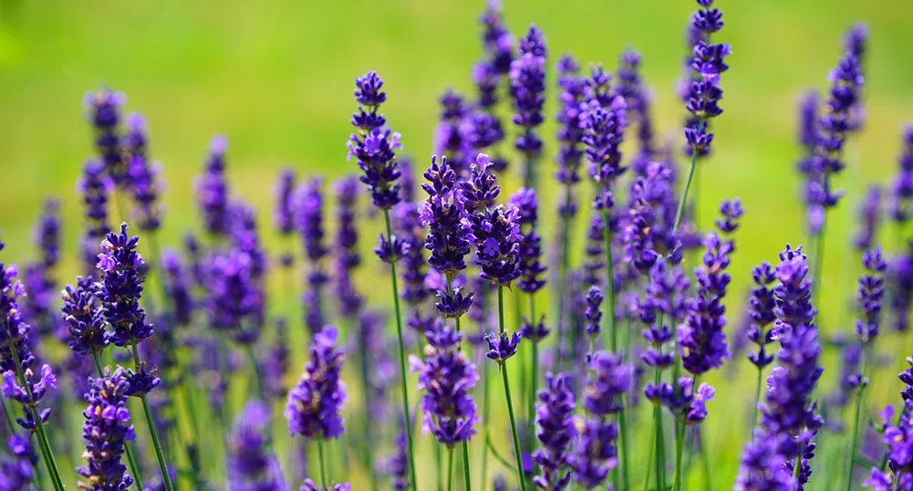 Невероятна гледка: Буда, обграден от 150 000 растения лавандула