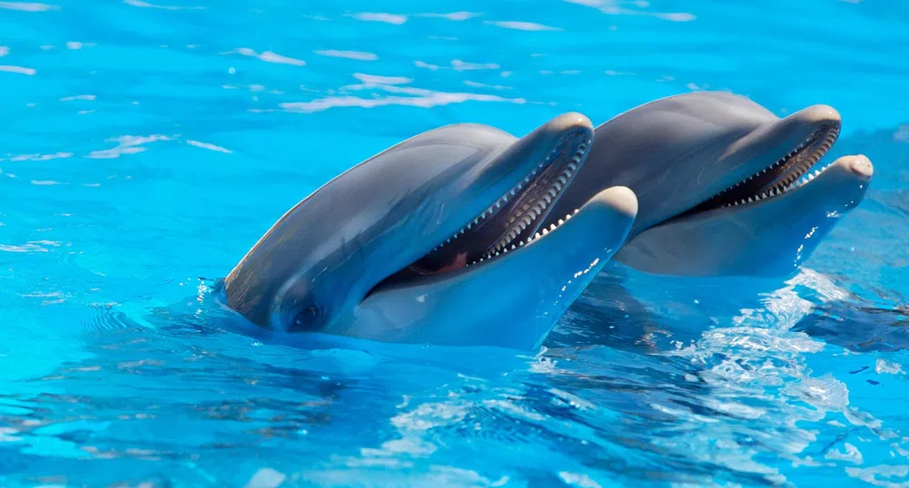 Делфините се предупреждават за подводни мини