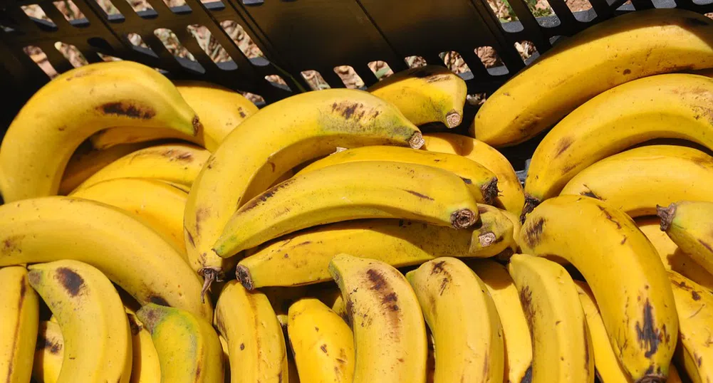 НАП продава 40 тона банани на търг
