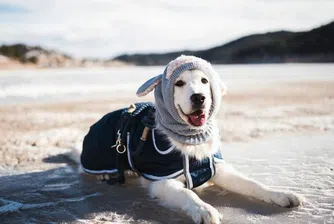 Запознайте се с Финиан - кучето-водач с 54 000 последователи в Instagram