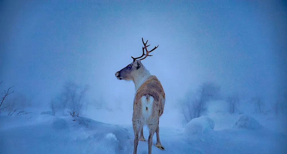 Лапландия - където има повече елени, отколкото хора
