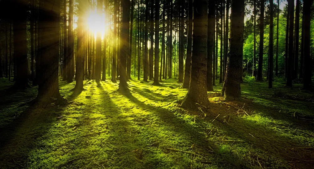 Учени твърдят, че горите растат заедно с човешкото щастие