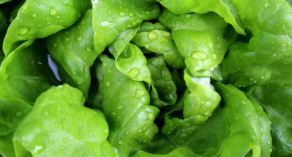 Белгия - първа в ЕС по токсични пестициди в плодовете и зеленчуците