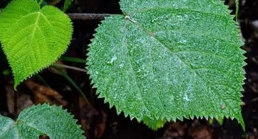 Гимпи-гимпи: Отровното растение, което причинява болка за седмици