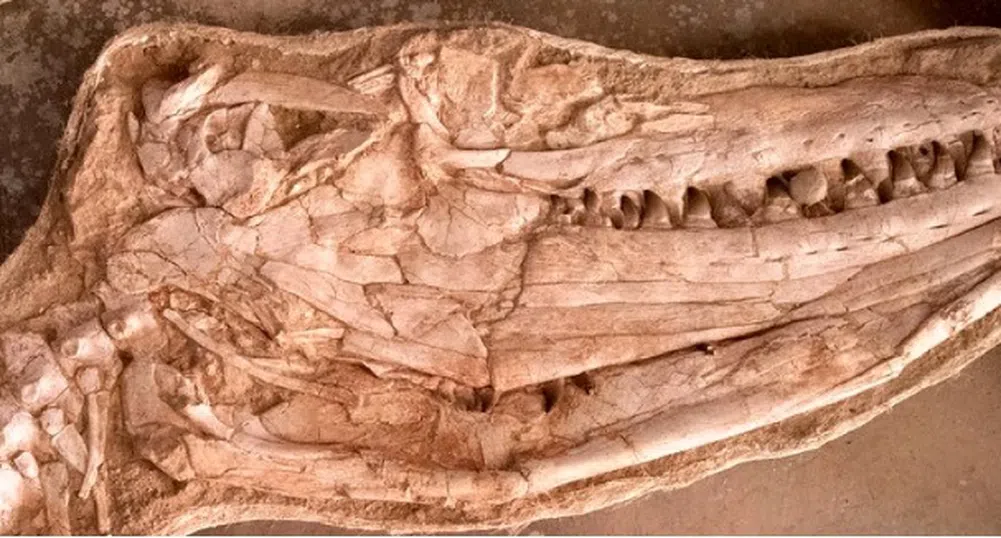 Откриха останки от огромен гущер на 66 милиона години