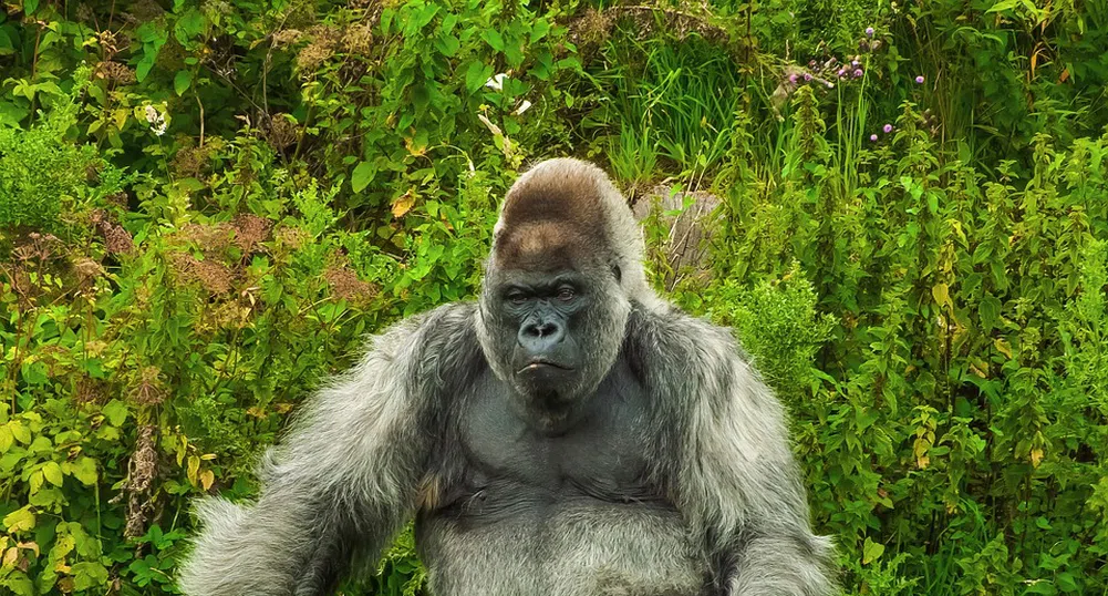 Най-възрастната горила в света навърши 65 години (видео)