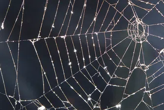 Добре дошли в гръцкия квартал, завладян от паяци (видео)