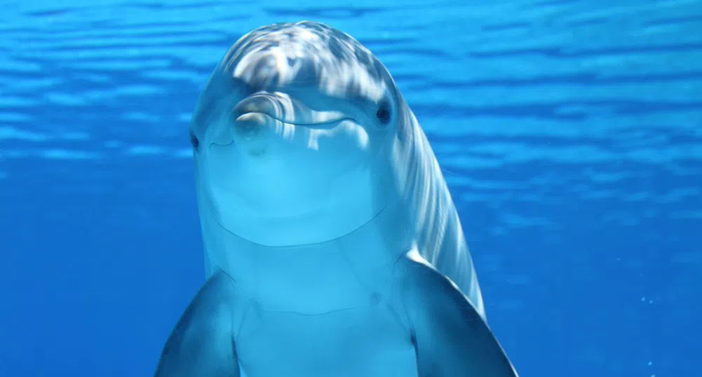Семейство делфини плува в кристалните води край Поморие (видео)