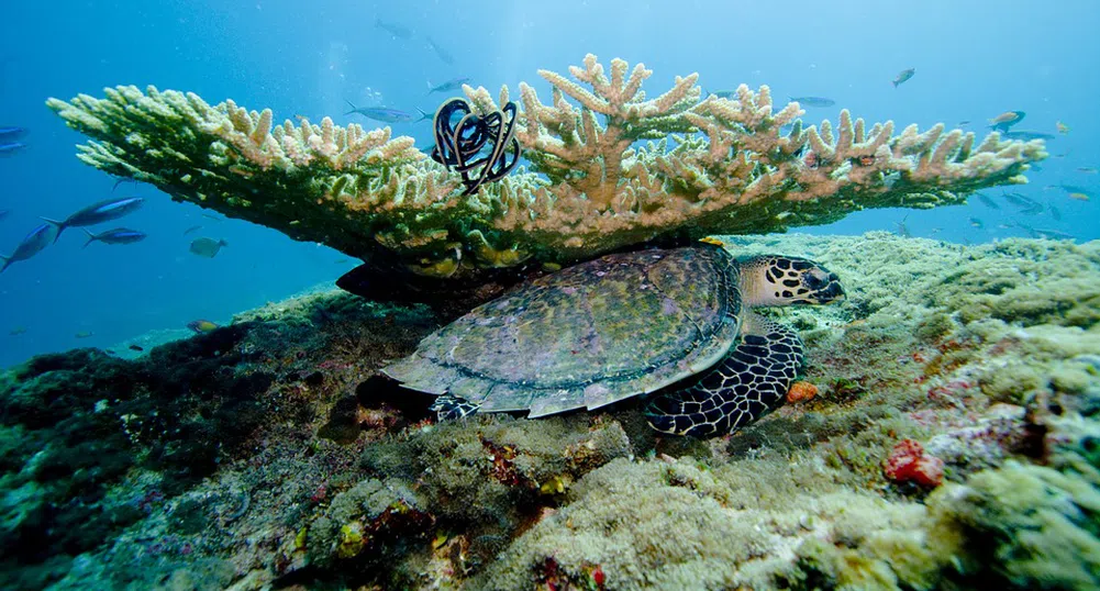 ЮНЕСКО не вписа Големия бариерен риф в защитения си списък