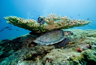 ЮНЕСКО не вписа Големия бариерен риф в защитения си списък