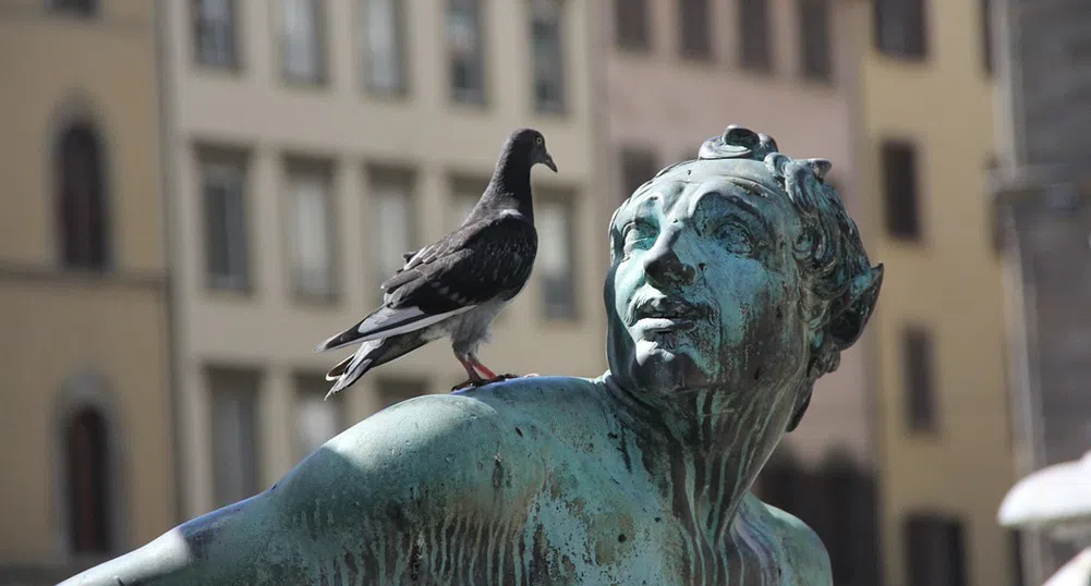 В името на Instagram: туристи плащат на хора да плашат гълъбите