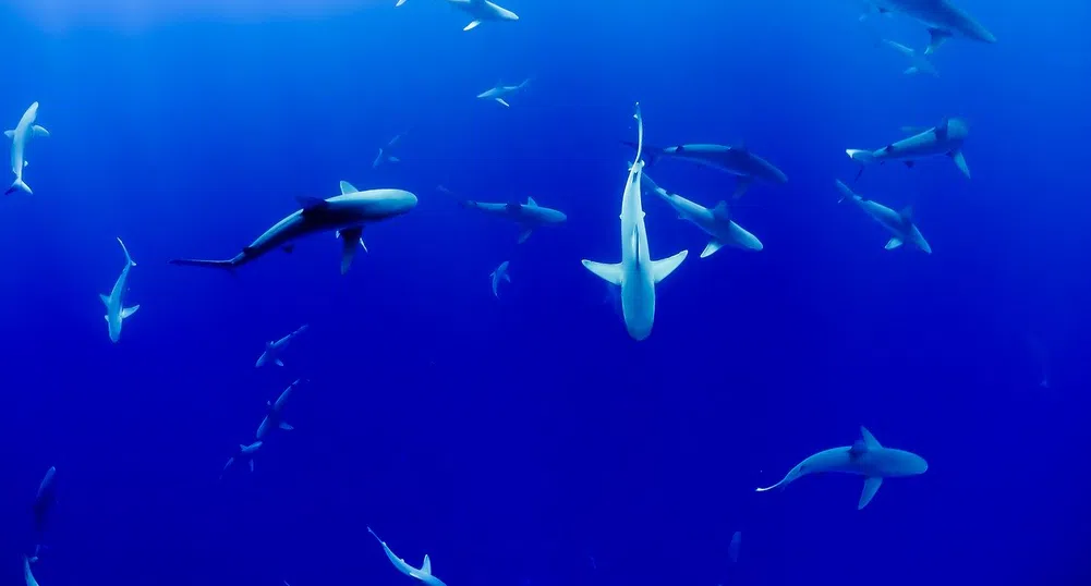 Три дестинации, в които ще се сближите с акулите