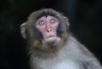 Ужасяващи ли са опитите на Neuralink с примати? Чака се отговор от SEC