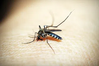 Ще почивате в Гърция? Внимавайте с ухапванията от комари!