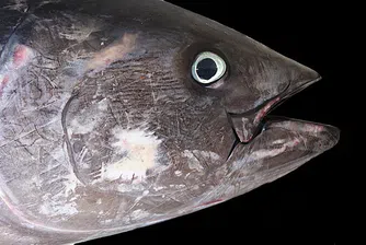 Уловиха 390-килограмова риба тон в Йонийско море