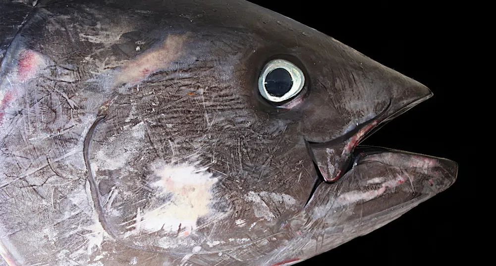 Уловиха 390-килограмова риба тон в Йонийско море
