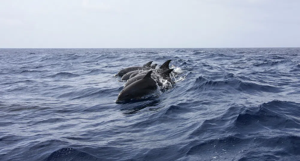 Делфини спасиха изгубен плувец