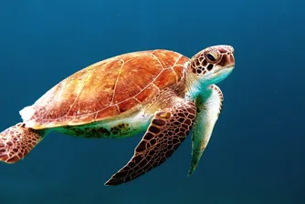 Почина една от най-редките костенурки, остават само три от вида й