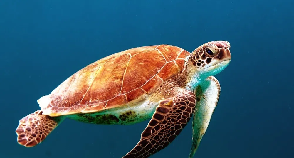 Почина една от най-редките костенурки, остават само три от вида й