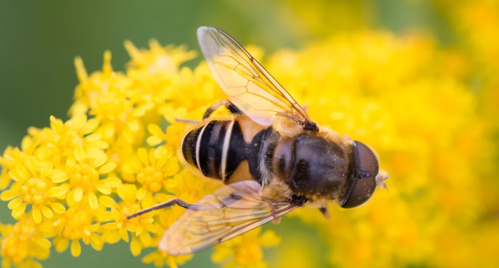 ДФ "Земеделие": Започва подписването на договори за пчелни кошери