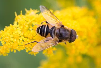 ДФ "Земеделие": Започва подписването на договори за пчелни кошери