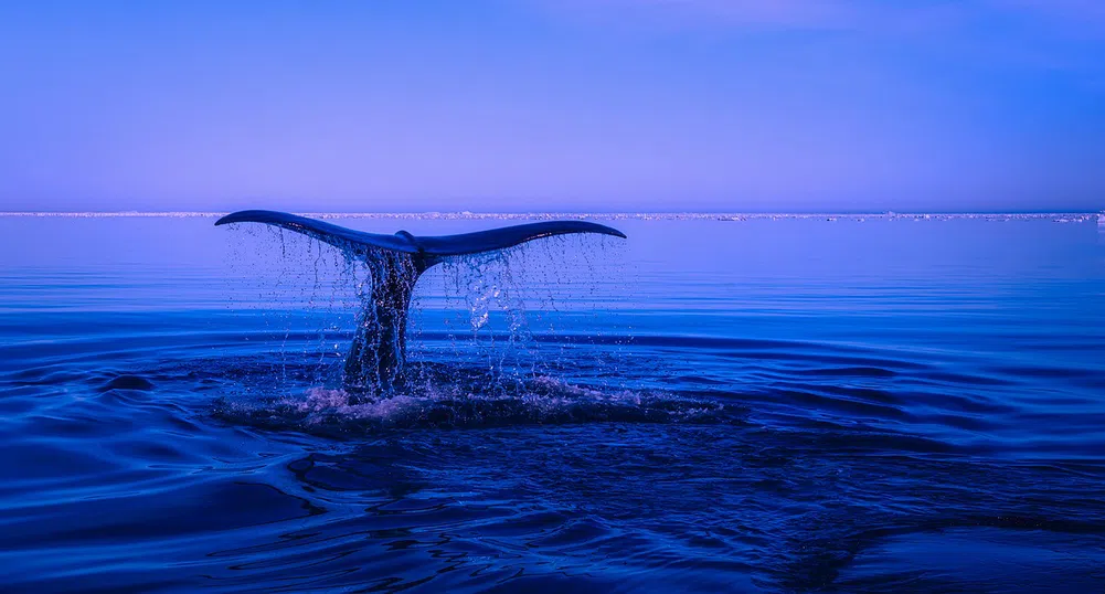 Разказ от първо лице: Да се озовеш в устата на кит