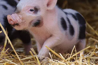 Фотосесия на новородено прасенце хит в интернет (снимки)